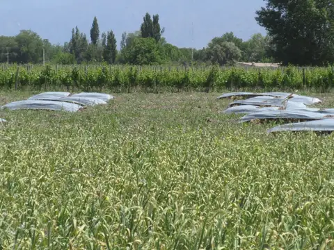 Finca 6 has. en Venta en La Consulta Valle de Uco