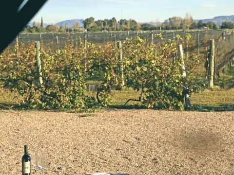 Finca - Capitan Montoya