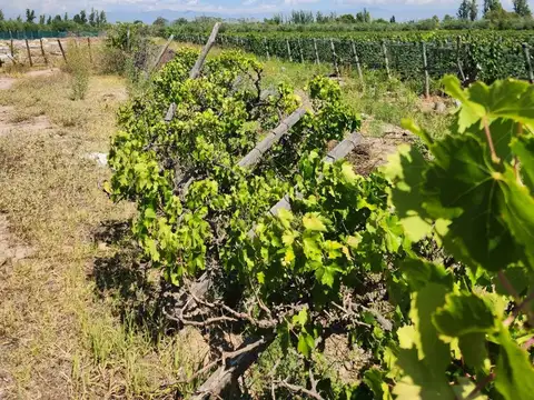 Quinta en Venta en Villa Seca, USD 61.000