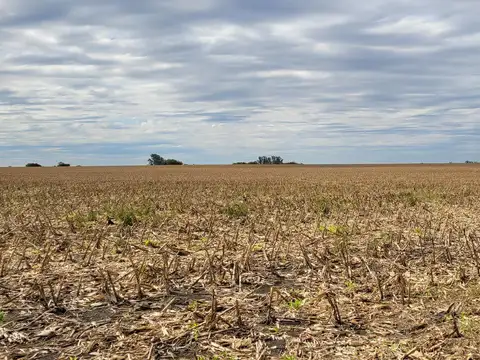 Campo 50 has. Gral.  Almada