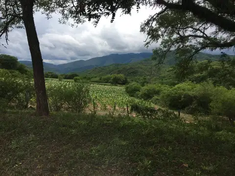 Campo en venta de 1380has ubicado en Coronel Moldes, Salta