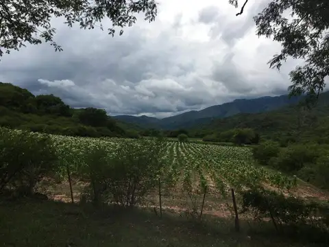 Campo en venta de 1380has ubicado en Coronel Moldes, Salta
