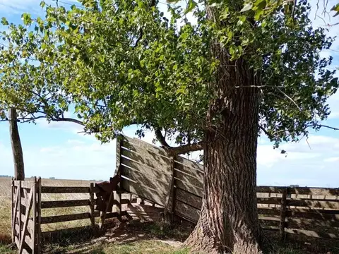 Campo en Venta Ganadero