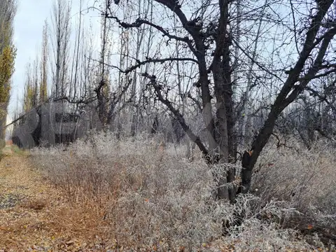 VENTA CHACRA 6 HECTAREAS SAN PATRICIO DEL CHAÑAR