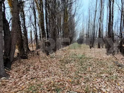 VENTA CHACRA 6 HECTAREAS SAN PATRICIO DEL CHAÑAR