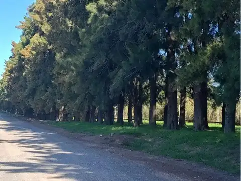 RUTA 4 0