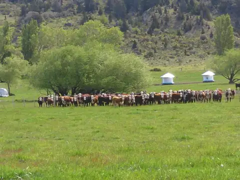 Estancia patagonica
