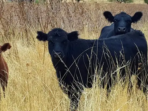 Estancia patagonica