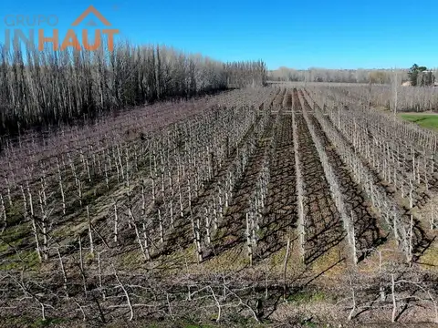 En Venta Chacra 20 ha-Casa con Pileta- Cinco Esquinas Cipolletti