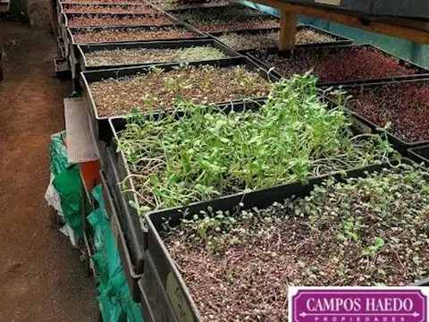 Fondo de comercio  “Brotes y micro vegetales gastronómicos”