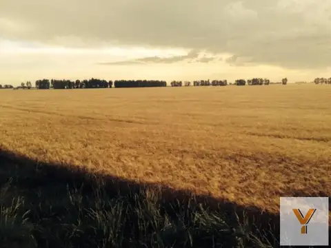 Campo en venta - 39.000.000Mts2 - Lobería