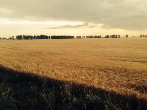 Campo en venta - 39.000.000Mts2 - Lobería