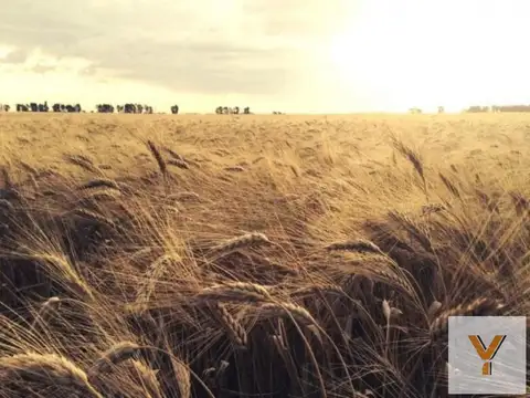 Campo en venta - 39.000.000Mts2 - Lobería