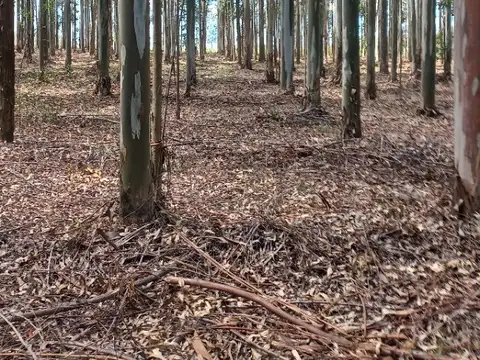 Campo en Venta de 213  ha