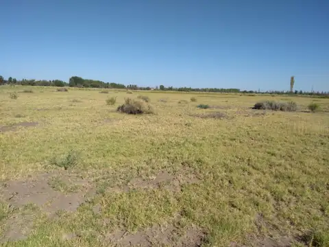 Fracción de 9,25 has. campo descansado (al menos 5 años) y nivelado en su mayoría,