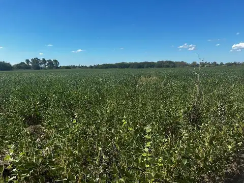 Campo histórico en venta, 34 hectáreas. Ruta 3, Cañuelas.