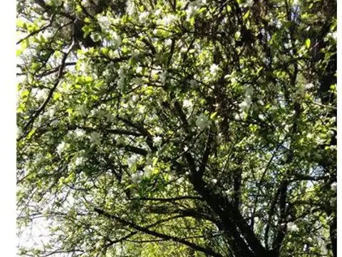 Quinta en Venta en 20 de Junio, USD 120.000