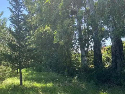 El Zorzal