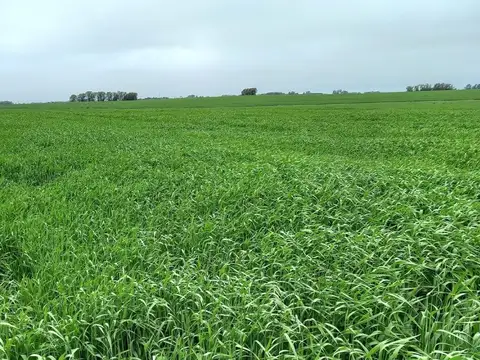 Venta, campo, Soriano 331 ha alta productividad