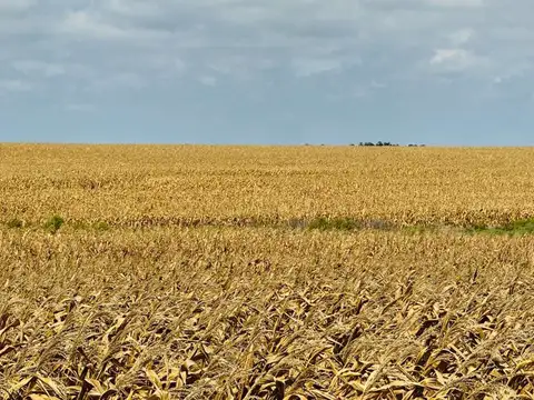 Venta, campo, Soriano 331 ha alta productividad