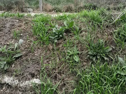 LOTE  BALDÍO - ALAMBRADO -  540 m2. -  CALLE MARIANO ACOSTA - PILAR  (DERQUI- Bº LAS LILAS)