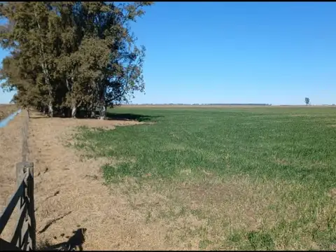 Campo - Rufino