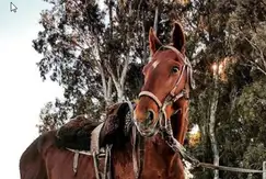 Actividades deportivas futbol, paddle, tenis, polo en el Country Club, Match Point