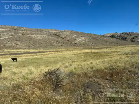 Campo de 2400 Has en venta en Rio Negro - Patagonia Argentina - Fly Fishing rio Pichileufu