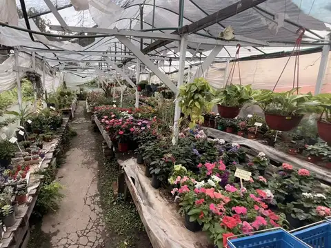 Local en Venta 31 años