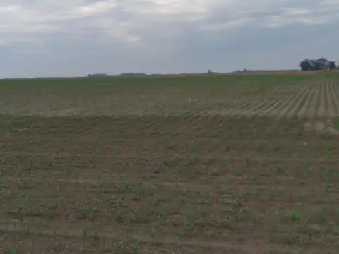 Venta Campo en Gral. Lopez Santa Fe