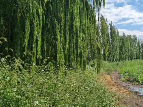 Quinta en Venta en San Carlos, USD 990.000