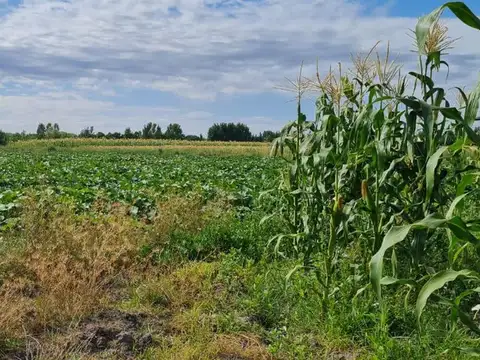 OLDRA Y ROSA MOYANO SAN CARLOS 100