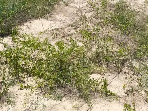 Lote en camino de la costa a 600m de Virg de Guada