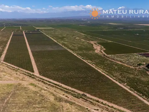 Finca con viñedos en Luján de Cuyo