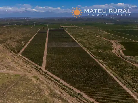 Campo en Venta de 46  ha
