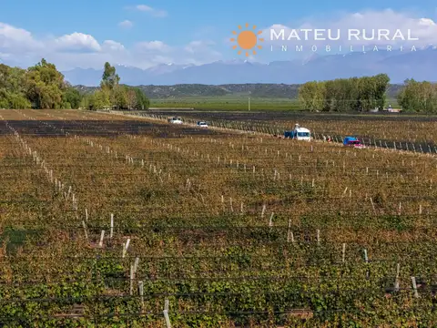 Finca en venta en Luján de Cuyo