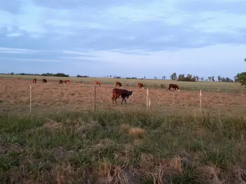 Campo en Venta Mixto