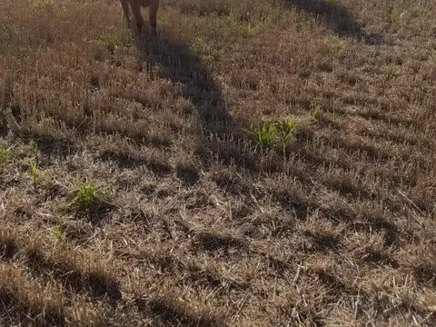 Casa en Venta de 1 dormitorio