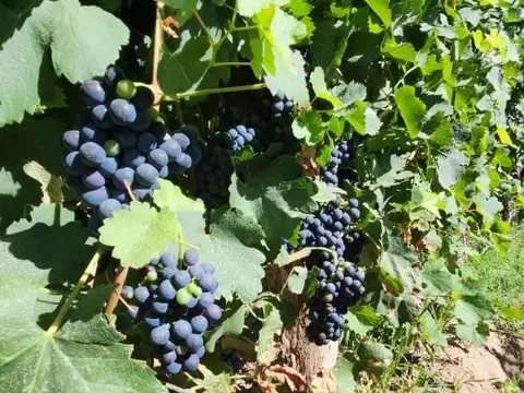 FINCA EN LAS MARGARITAS - MAIPU