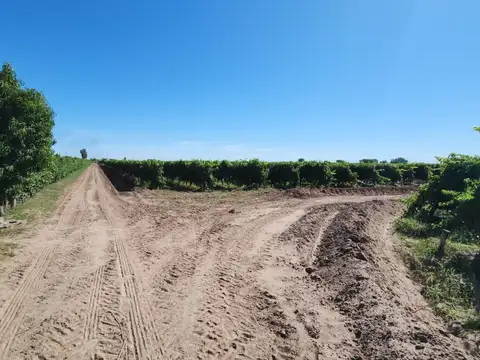 FINCA EN LAS MARGARITAS - MAIPU