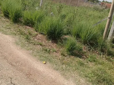 141bis