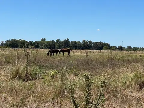 VENTA 10.5 HECTAREAS EN SAN MIGUEL DEL MONTE 