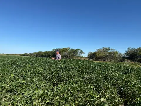 36 Hectareas Agrícolas En Maciá