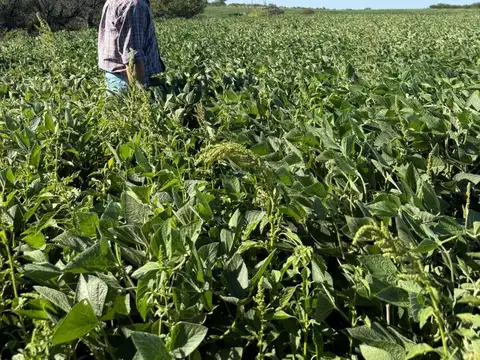 Campo de 36 hectareas agrícolas