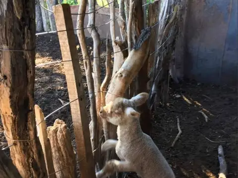 Campo en Venta Ganadero