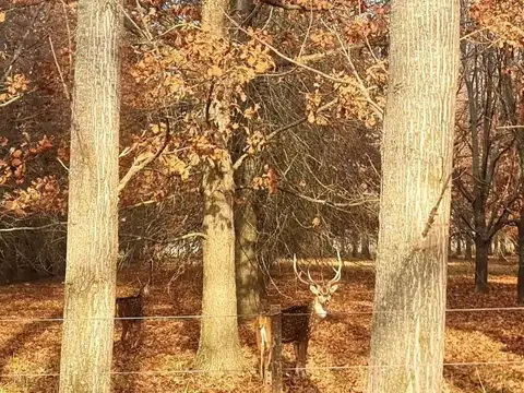 Chacras De La Alameda