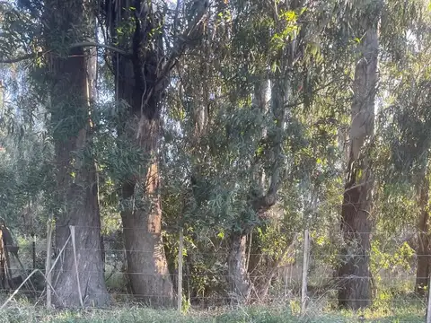 Calihue
