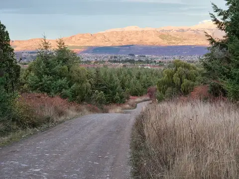 Callejon Williams Thomas