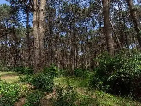 Laguna del