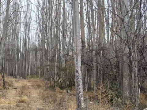 Terreno en Venta de 42000,0 m2